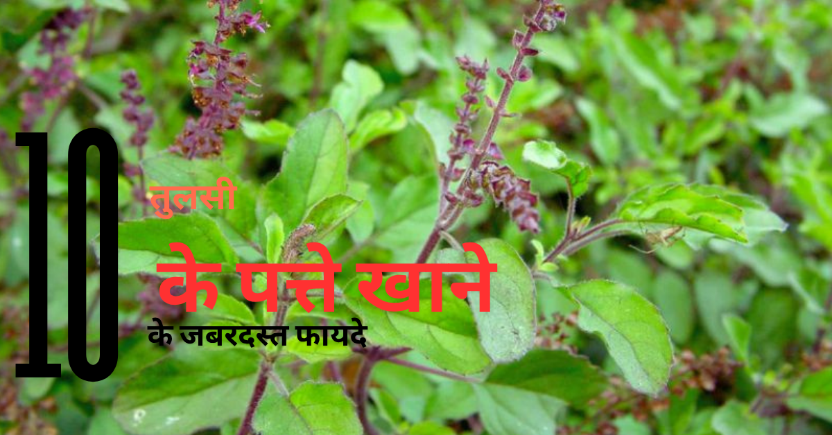 बासी मुंह तुलसी के पत्ते खाने के चमत्कारी फायदे